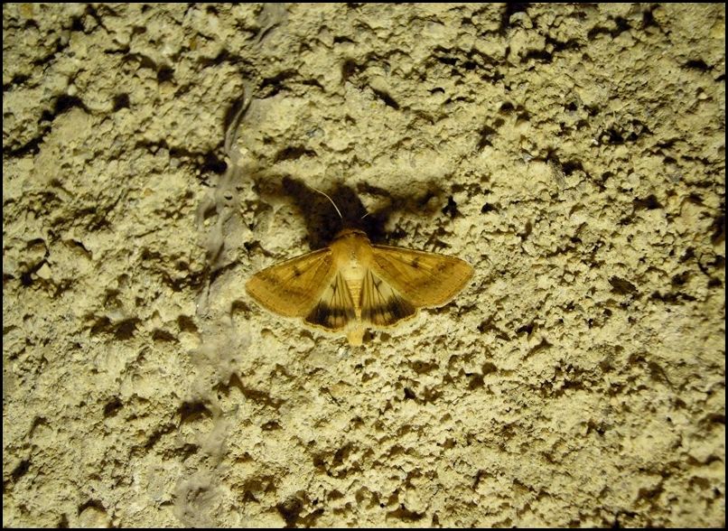 Noctuidae? Sì, Heliothis nubigera